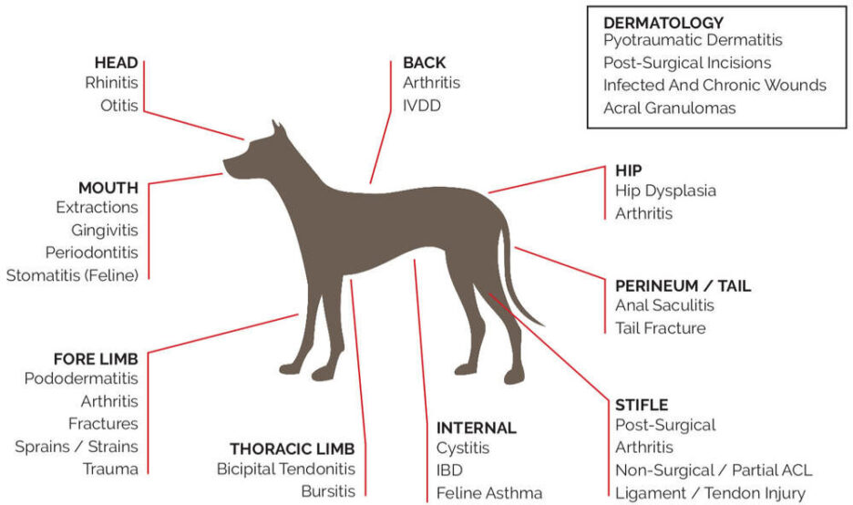 K-Laser-Canine-Applications